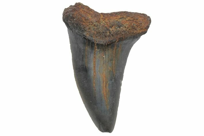 Fossil Mako Tooth - Lee Creek (Aurora), NC #220073